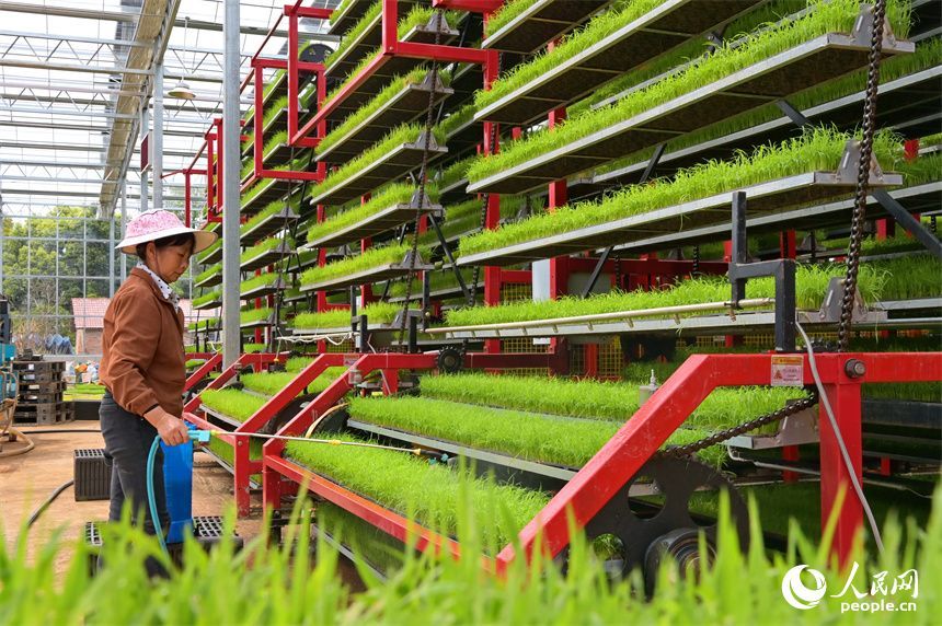 江西赣州:智慧育秧助力粮食生产
