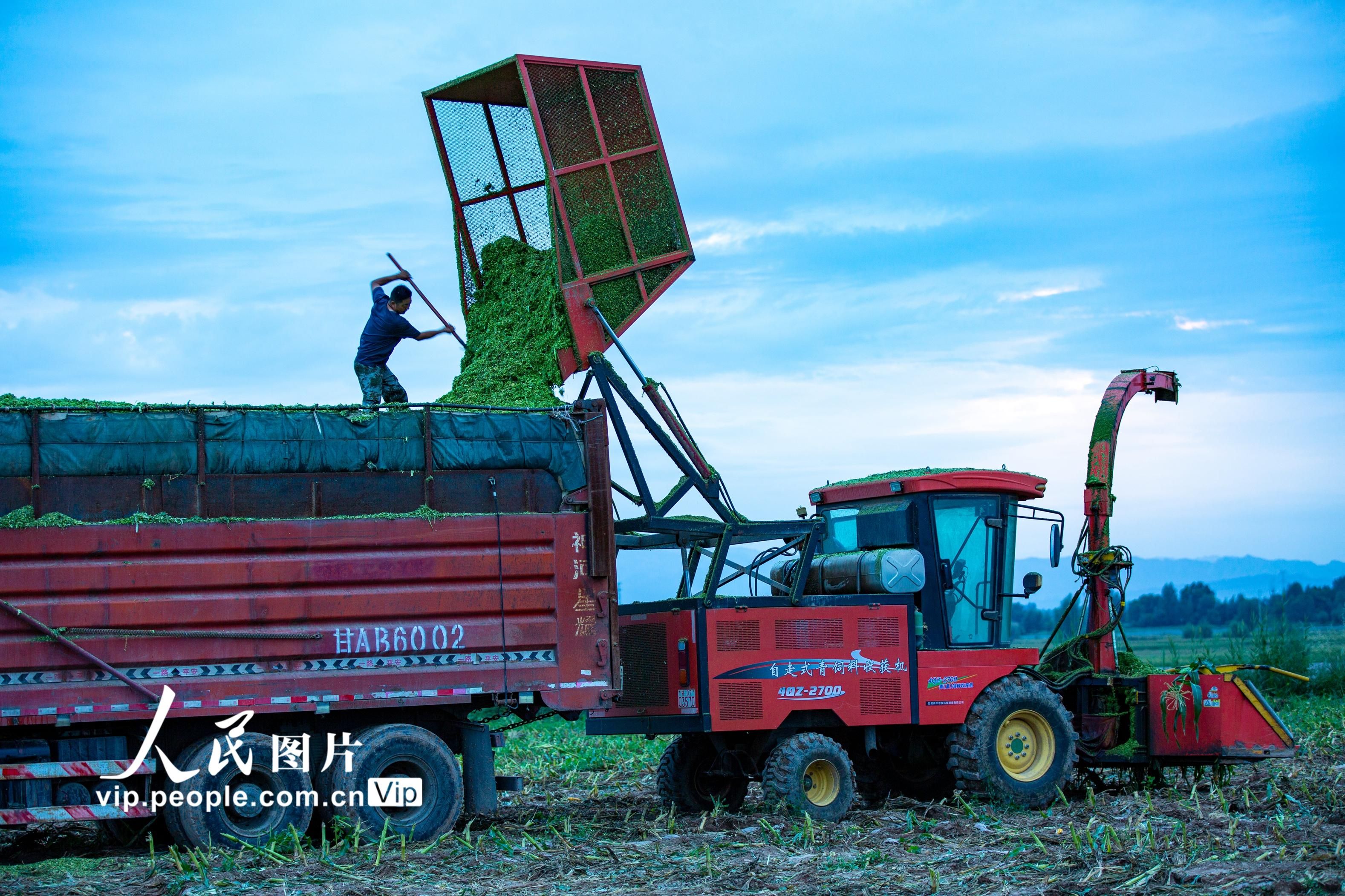 甘肃张掖：玉米青贮忙