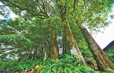 福建省闽清县梅溪镇桥东村保护古树群  古村落里有片“宝树林”（古树的故事）