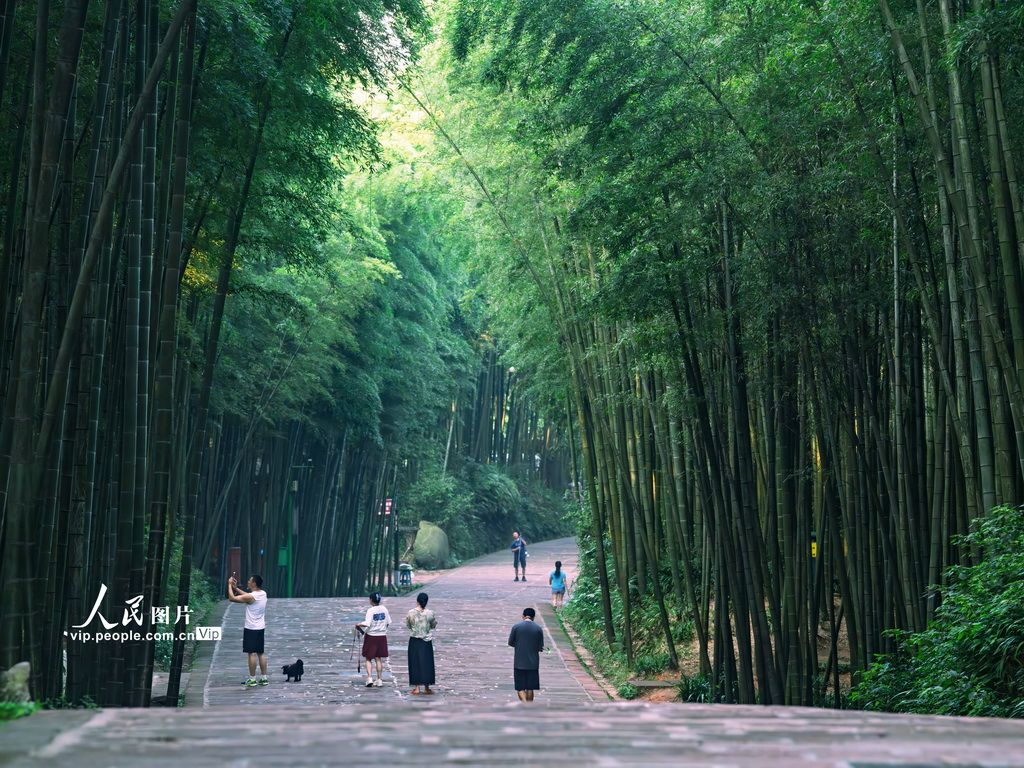 四川长宁：夏日竹海醉游人