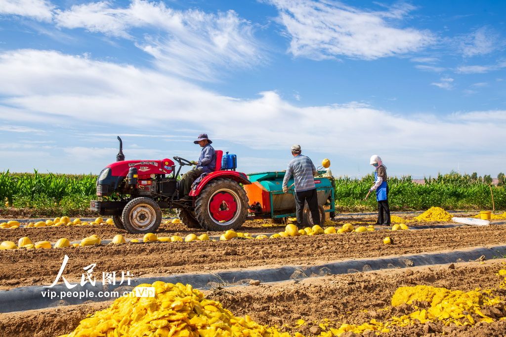 甘肃高台：制种葫芦喜丰收
