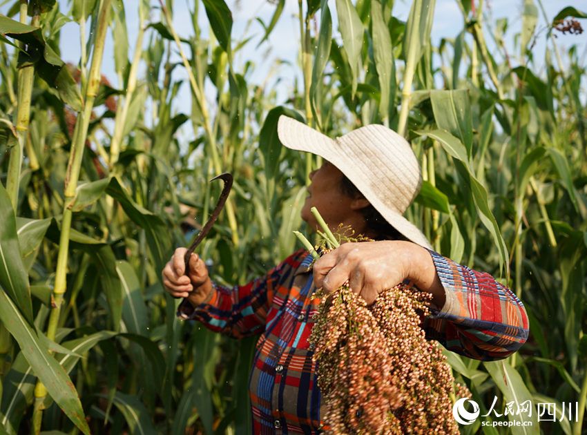 红了川北 香了川南 行进中国 | 看“红粮”如何做到“两头甜”