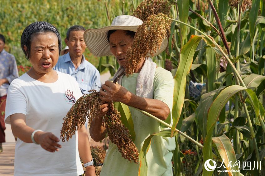 红了川北 香了川南 行进中国 | 看“红粮”如何做到“两头甜”