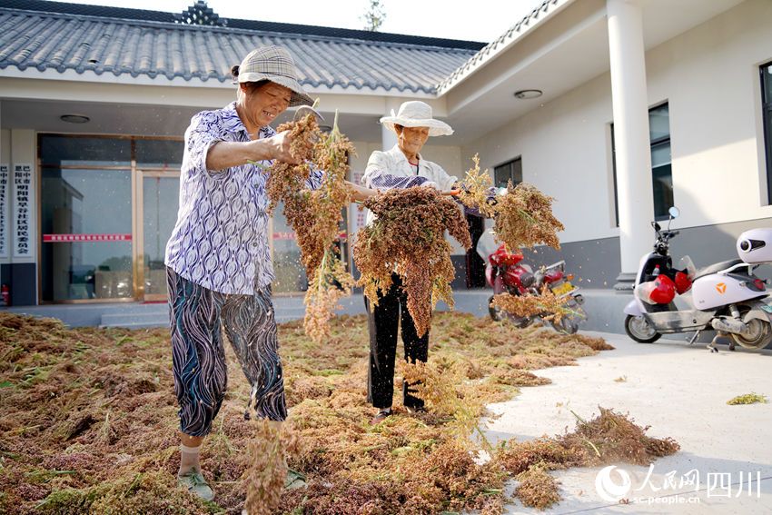 红了川北 香了川南 行进中国 | 看“红粮”如何做到“两头甜”