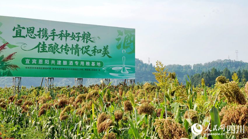 红了川北 香了川南 行进中国 | 看“红粮”如何做到“两头甜”