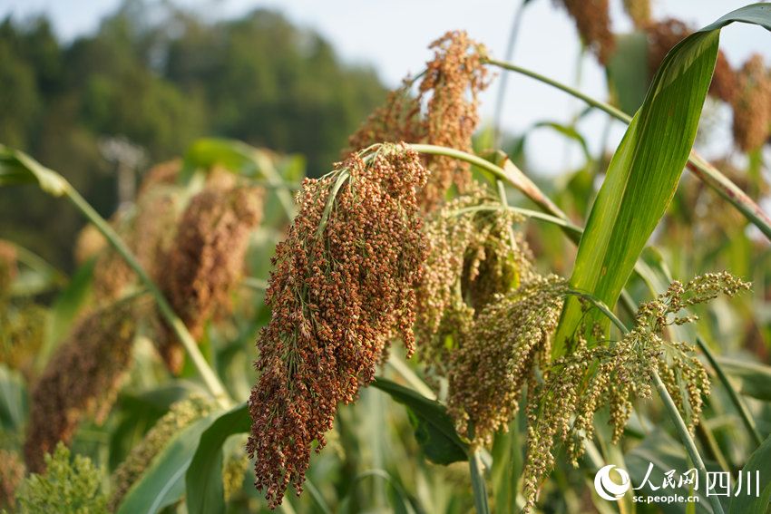 红了川北 香了川南 行进中国 | 看“红粮”如何做到“两头甜”