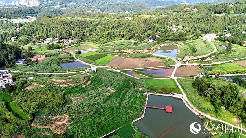 红了川北 香了川南 行进中国 | 看“红粮”如何做到“两头甜”