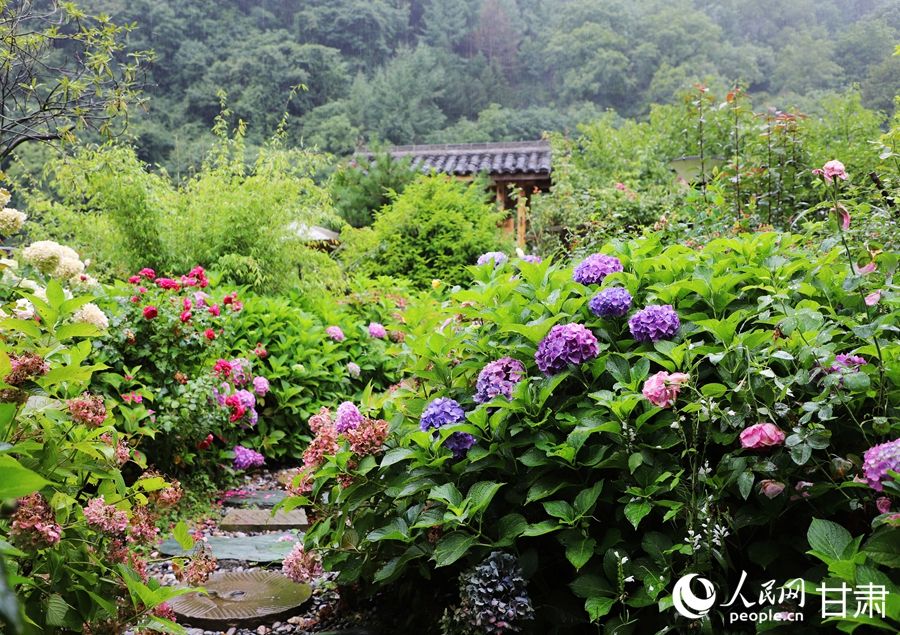 行进中国｜去山水文县，住“花房”民宿