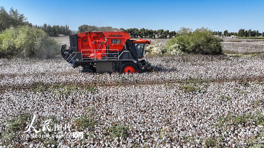 新疆乌苏：采收棉花