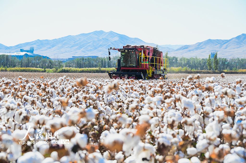 新疆呼图壁：棉花采收