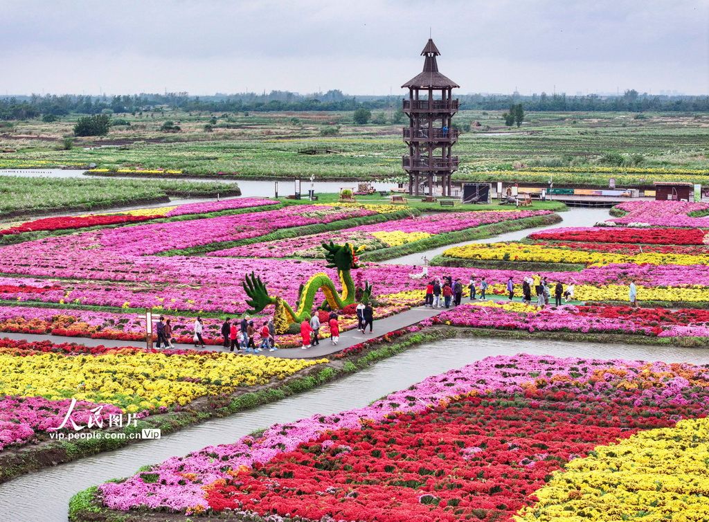 江苏兴化：千垛菊景醉游人