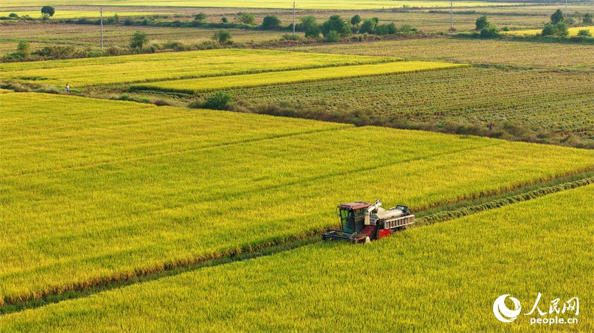 江西吉水：机械收割 护粮减损