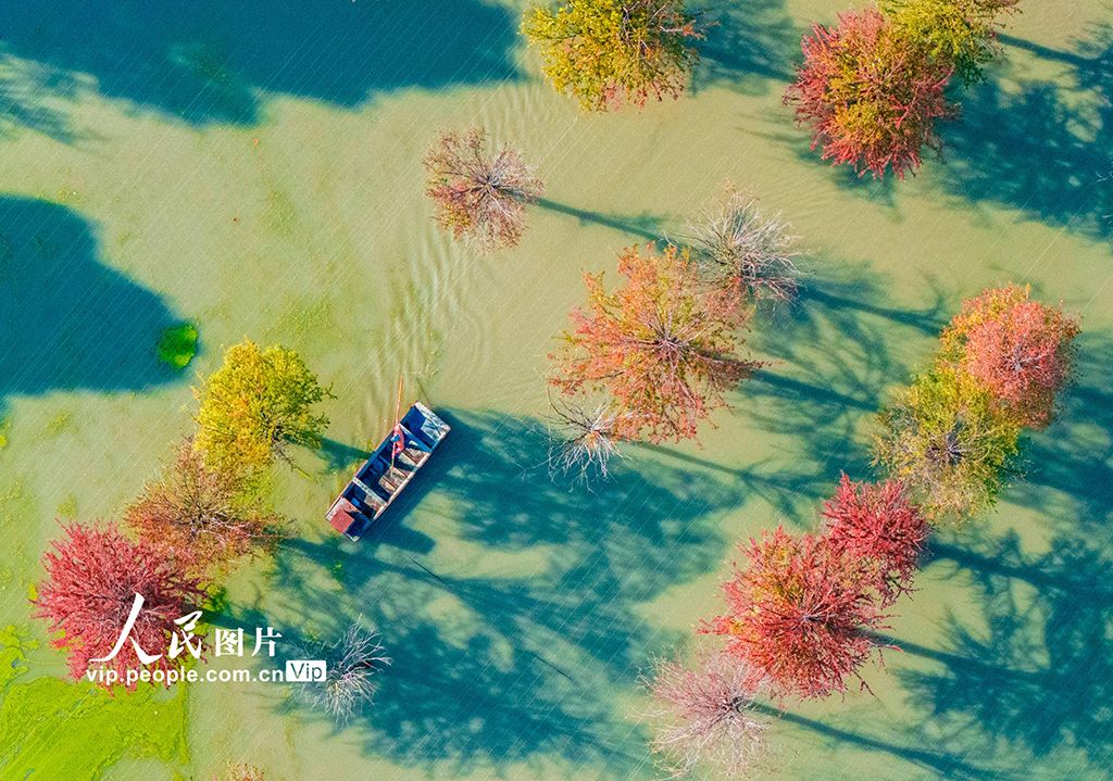 江苏泗洪：湖光杉影入画来