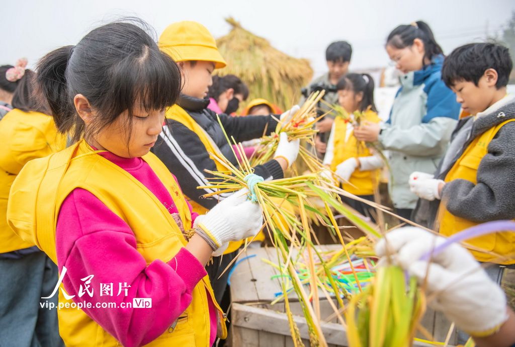 江苏宿迁：稻田里的“秋收课堂”