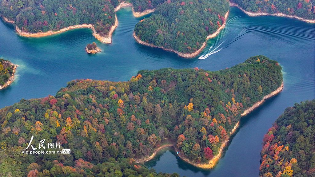 千岛湖又迎一年红叶季